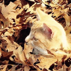 Meet your Posher, Alicia